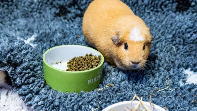 Blue shops cross guinea pigs